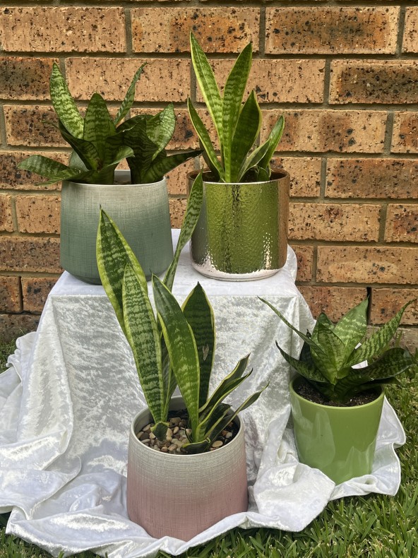 Plants for Mum