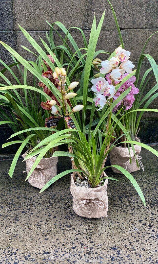Cymbidium Orchid (Large Double Spike)