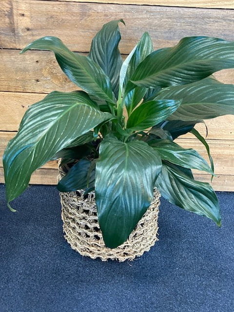 Peace Lily