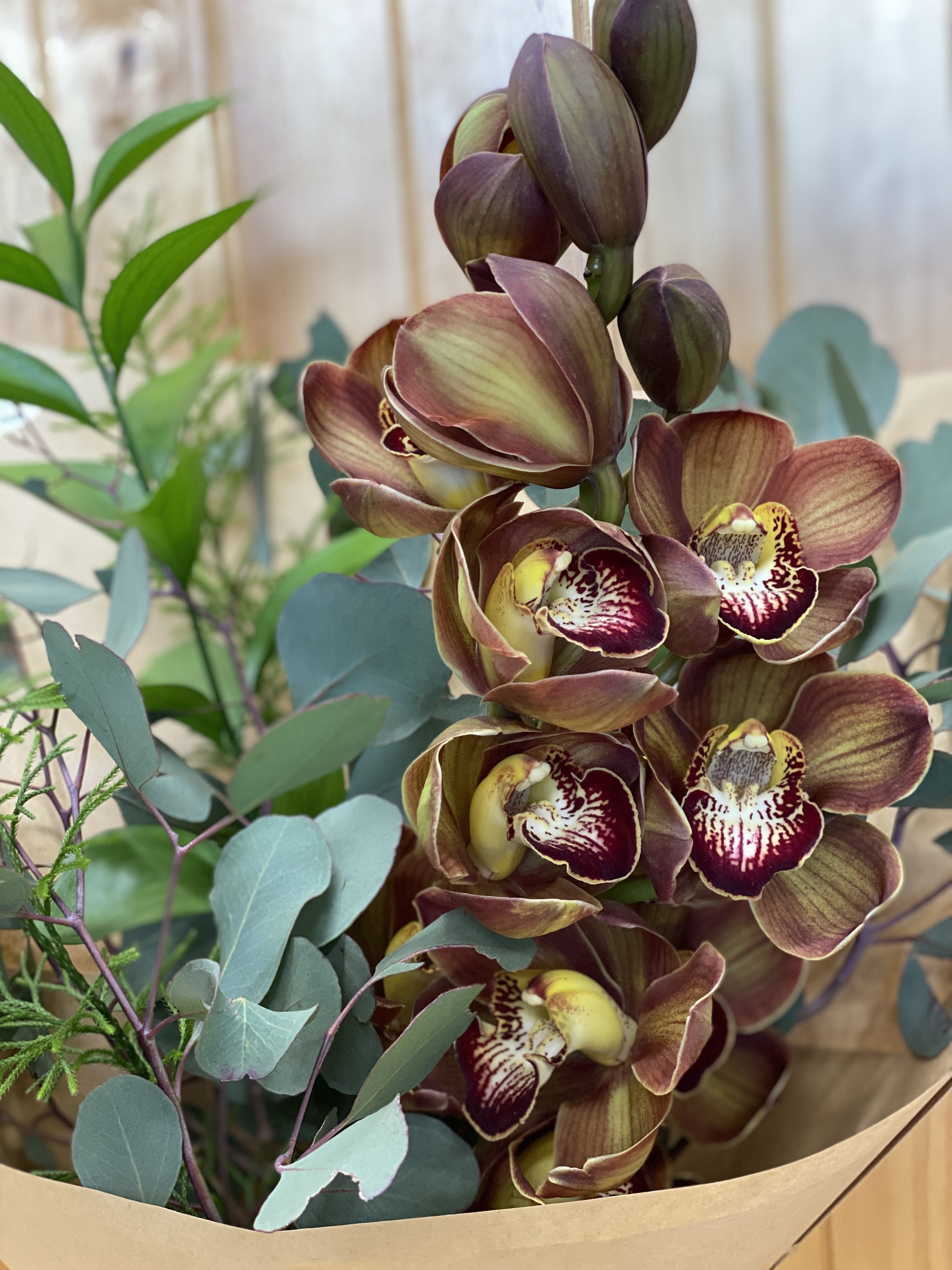 Cymbidium blooms
